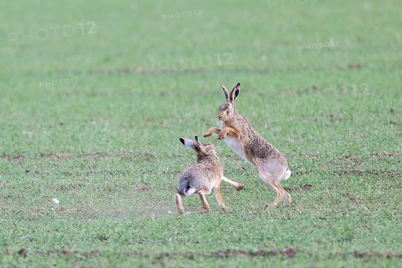 European hare (Lepus europaeus) mating season, so-called gathering time, hares fighting with each other, Lower Austria, Austria