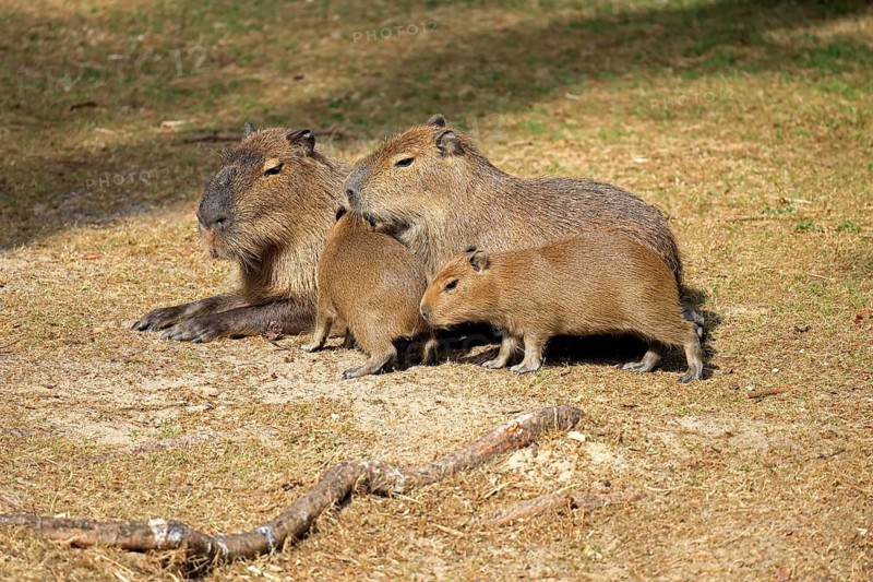 Capybara (Hydrochoerus hydrochaeris), capybara, adult, female, mother, young, on land, group, social behaviour, siblings, South America