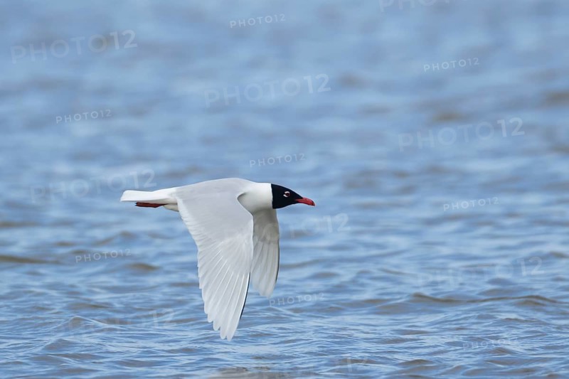 Mediterranean gull (Ichthyaetus melanocephalus) adult bird flying low over water, England, United Kingdom