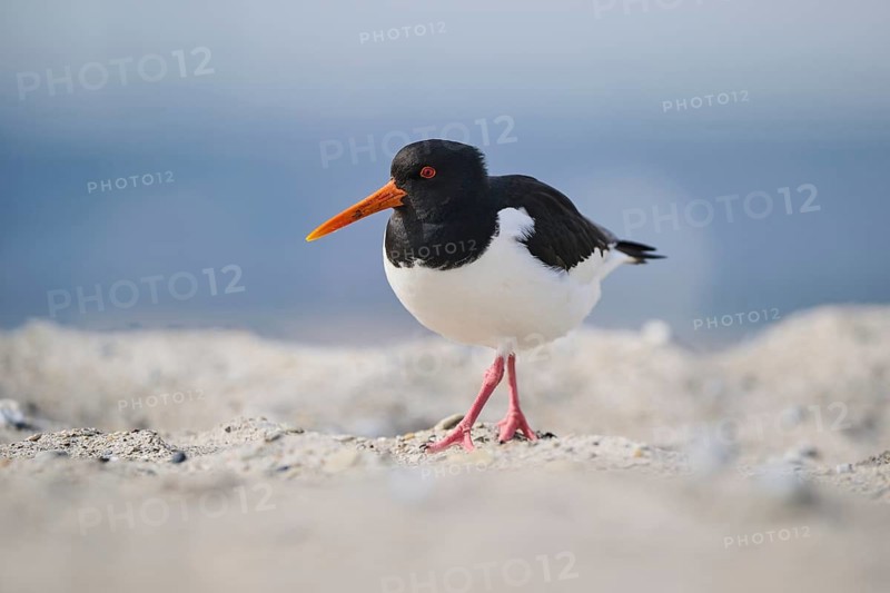 Eurasian oystercatcher (Haematopus ostralegus) on the beach, Düne, Helgoland, Schleswig-Holstein, Germany