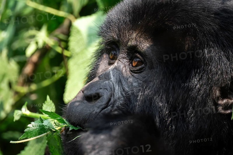 Mountain gorilla (Gorilla berengei berengei), Bwindi Impenetrable National Park, Uganda