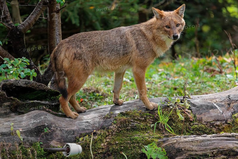 A golden jackal (Canis aureus) stands on a rotting tree lying on the ground between bushes and rocks at the edge of the forest