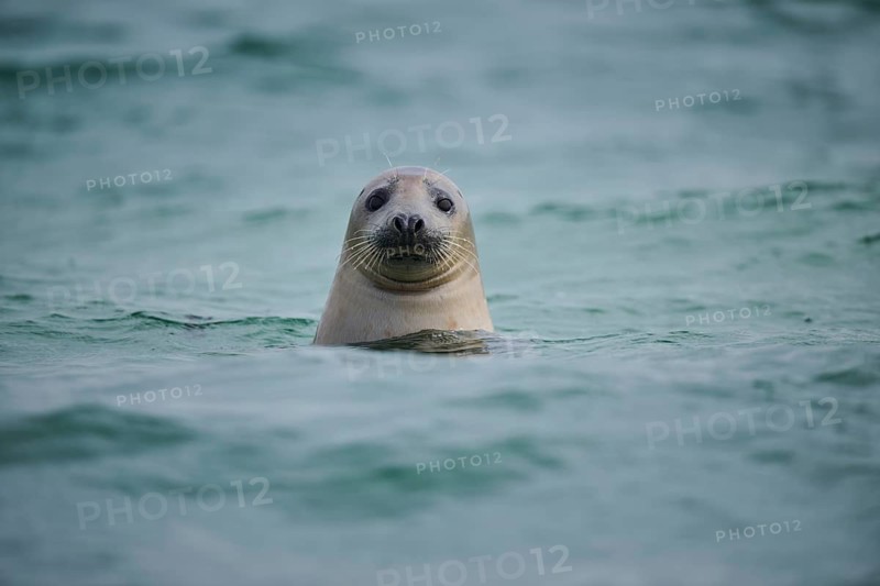 Grey seal (Halichoerus grypus) looking out of the water while swimming in the sea, Düne, Helgoland, Schleswig-Holstein, Germany