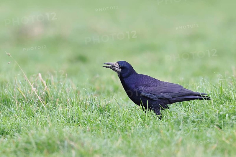 Rook (Corvus frugilegus), foraging in a meadow, Bieslicher Insel, Lower Rhine, North Rhine-Westphalia, Germany