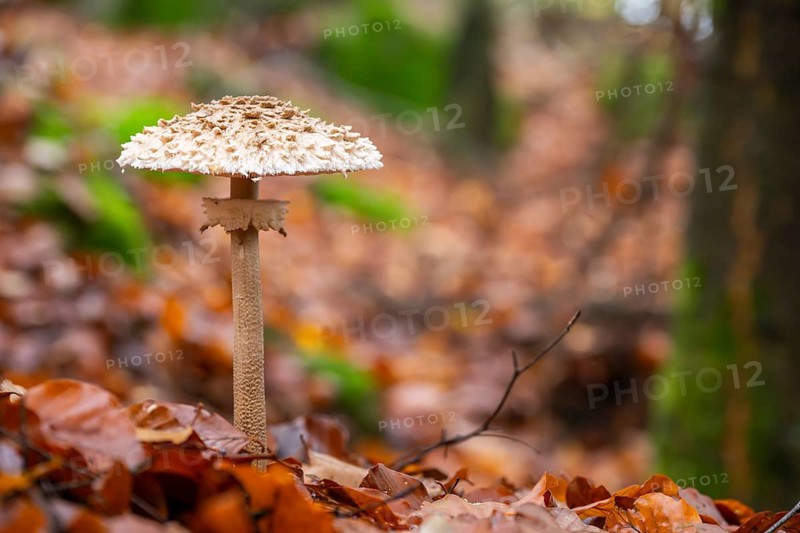 Parasol mushroom (Macrolepiota procera) mushroom in a forest in autumn, Bavaria, Germany