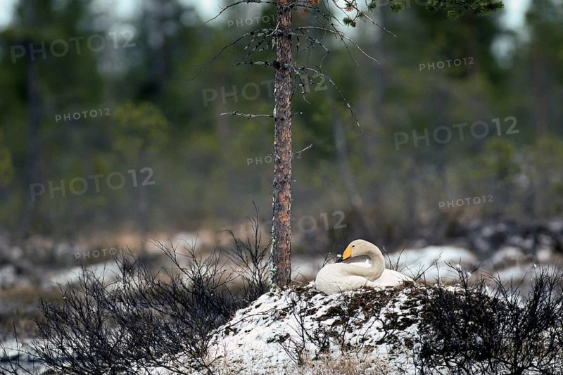 Whooper swan. Cygnus cygnus. Whooper swan on the nest in early summer during a snowfall. Kuusamo area. Finland