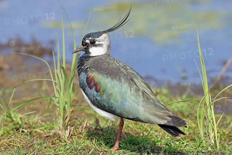 Lapwing (Vanellus vanellus), in splendid plumage, foraging in a marshy meadow, wildlife, Lembruch, Ochsen Moor, Dümmer nature park Park, Lower Saxony, Germany