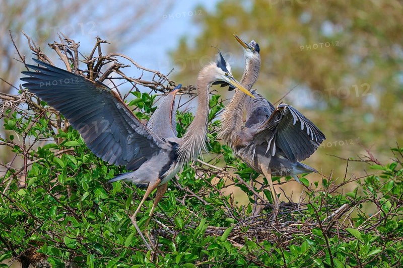 Two Great blue heron (Ardea herodias), with outstretched wings perched on branches surrounded by green leaves and trees on nest, Wakodahatchee Wetlands, Delray Beach, Florida, USA