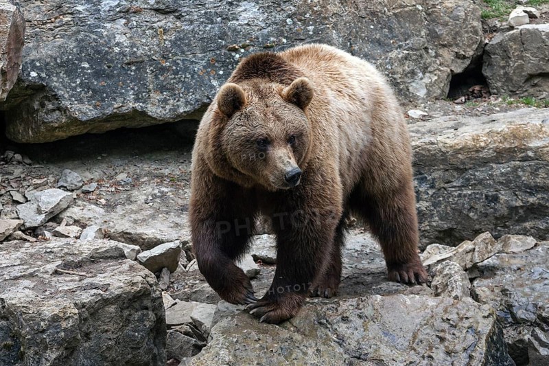 Brown bear (Ursus arctos), captive, Bad Mergentheim Wildlife Park, Baden-Württemberg, Germany