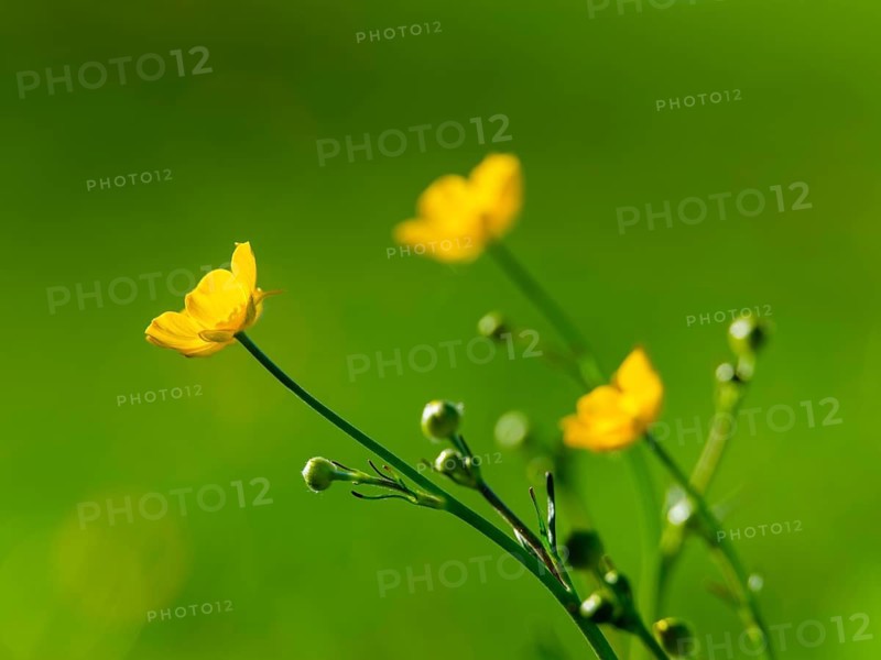 Ranunculus acris Bischofswiesen, Berchtesgadener Land, Upper Bavaria, Bavaria, Germany