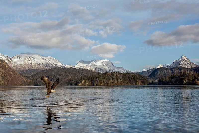 Bald Eagle (Haliaeetus leucocephalus) hunting, Alaska, USA