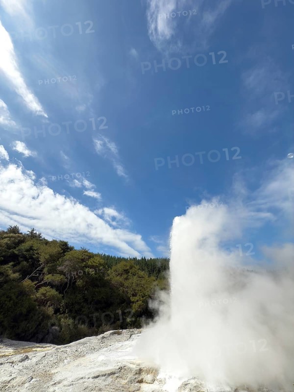 Lady Knox Geyser erupts at the Waiotapu Thermal Track in the colourful Waiotapu Thermal Wonderland geothermal area, North Island, New Zealand, Oceania