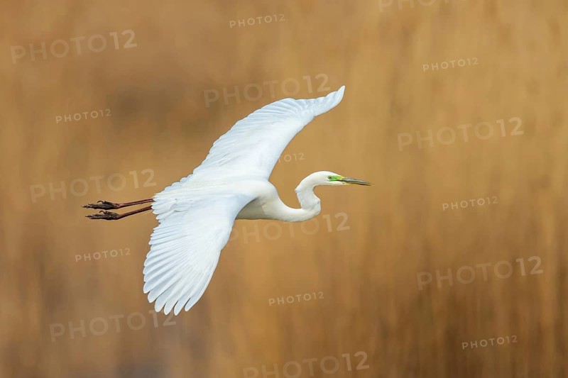 Great White Egret, Great White Heron, Great Egret, Egretta alba, Casmerodius albus, Ardea alba, Grande Aigrette, Garceta Grande, Lake Neusiedl, Burgenland, Austria