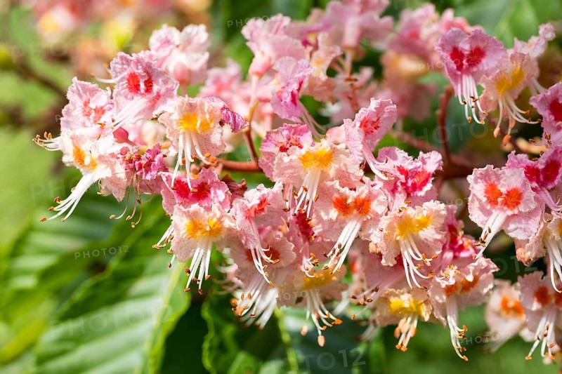 Aesculus pavia (Aesculus pavia) in bloom