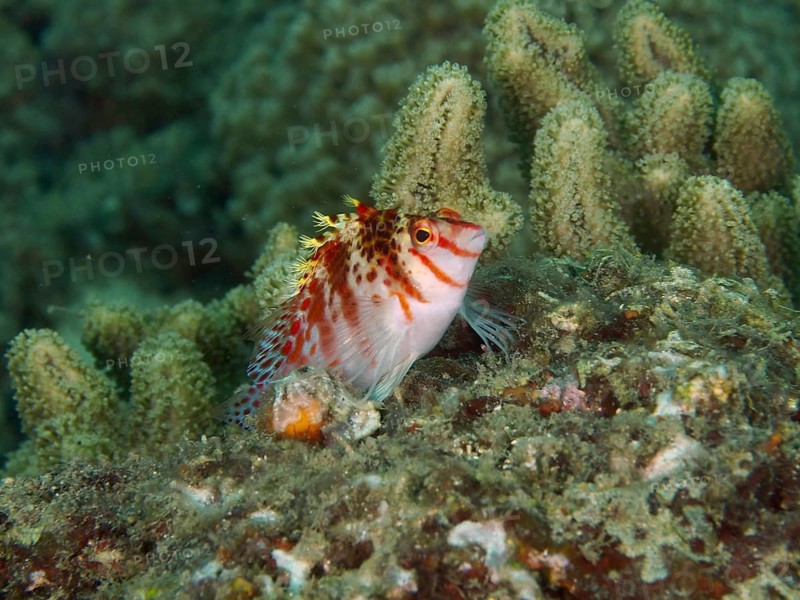 Dwarf Hawkfish (Cirrhitichthys falco) sitting on a living coral reef, dive site Spice Reef, Penyapangan, Bali, Indonesia