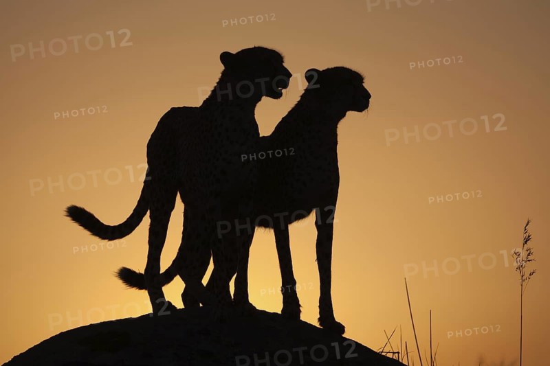 Cheetah (Acinonyx jubatus) captive, two females in sunset, Castile-La Mancha, Spain