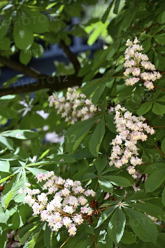 Blossoms of a chestnut, common horse chestnut, white horse chestnut, common horse chestnut (Aesculus hippocastanum) in spring