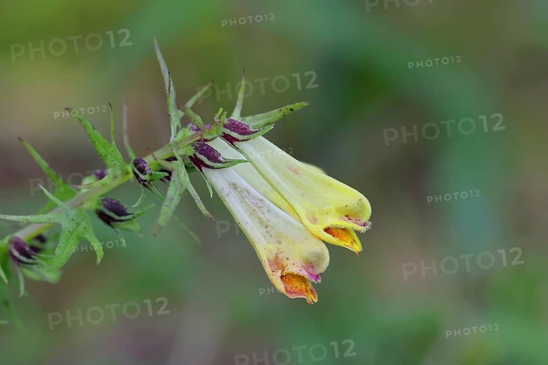 Forest quail wheat (Melampyrum sylvaticum) flowers on a forest path, poisonous, Wilnsdorf, North Rhine-Westphalia, Germany