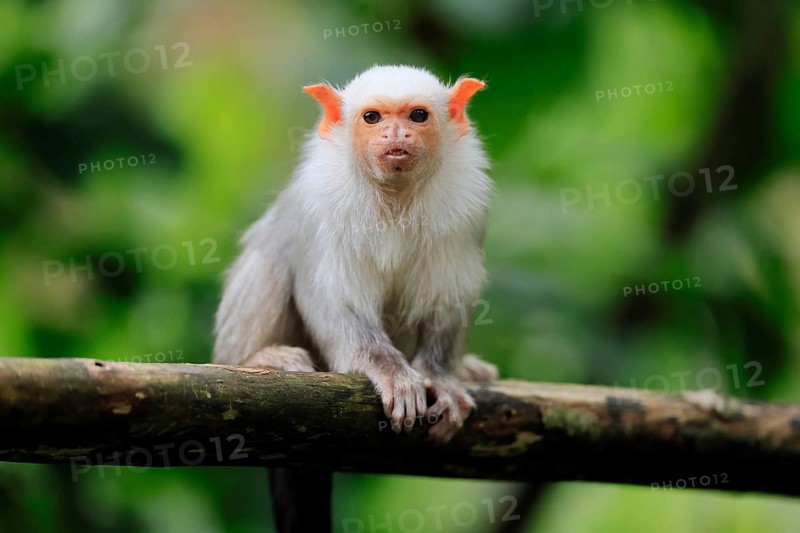 Silver marmoset (Mico argentatus, Syn.: Callithrix argentata), silver marmoset, adult, sitting on tree trunk, alert, South America