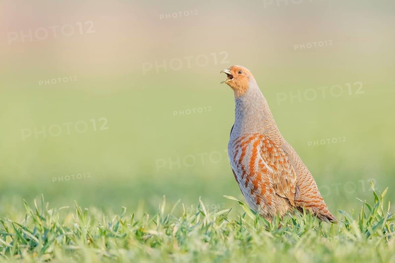 Rebhuhn, Perdix perdix Grey Partridge, Perdix perdix