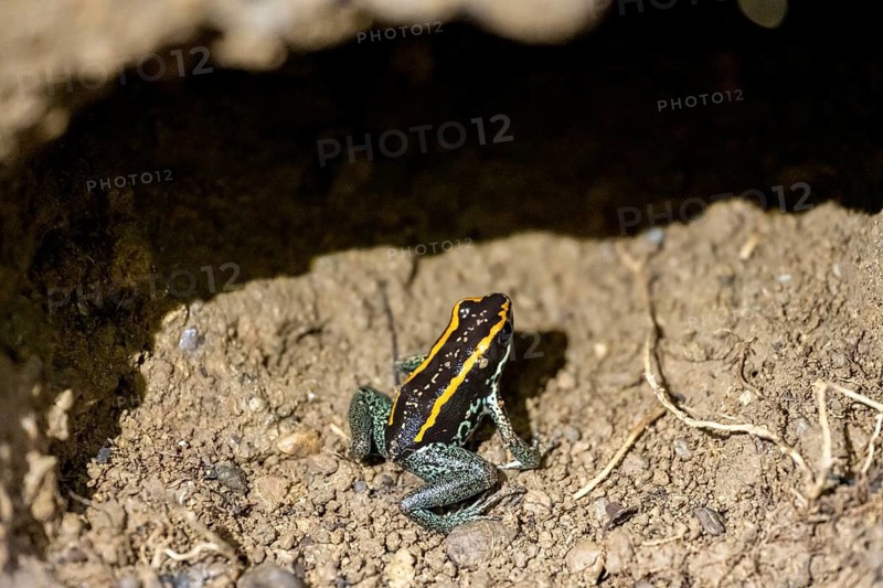Golfodulcean poison frog (Phyllobates vittatus), sitting in a burrow, Corcovado National Park, Osa, Puntarena Province, Costa Rica