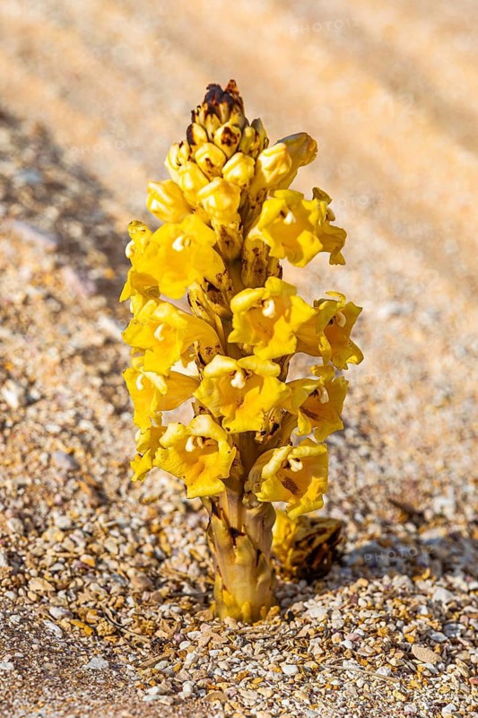Pale yellow summer orchid (Orobanche flava), blooms in the Huqf rocky desert, Arabian Peninsula, Sultanate of Oman