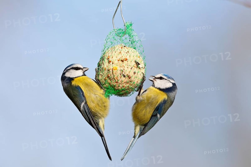 Blue tit (Cyanistes caeruleus, syn.: Parus caeruleus), two birds at a tit dumpling, winter feeding of songbirds, Middle Elbe Biosphere Reserve, Dessau-Roßlau, Saxony-Anhalt, Germany