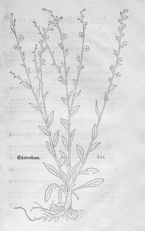 Schabenkraut-Königskerze (Verbascum blattaria), woodcut by Leonhart Fuchs, from New Kreüterbuch, neues Kräuterbuch, Michael Isingrin, Basel, Switzerland, 1543