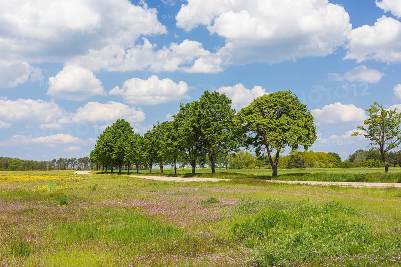 Field path with row of trees near Cavertitz, Saxony, Germany