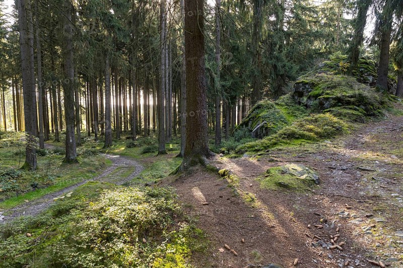 Hiking trail on the Wendelstein, Grünbach, Vogtland, Saxony, Germany