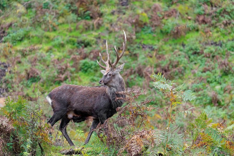 A sika deer stag (Cervus nippon) stands on a rocky but overgrown slope in search of food