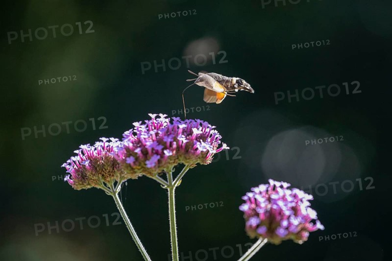 hummingbird hawk-moth (Macroglossum stellatarum), Bad Salzschlirf, Hessen, Germany