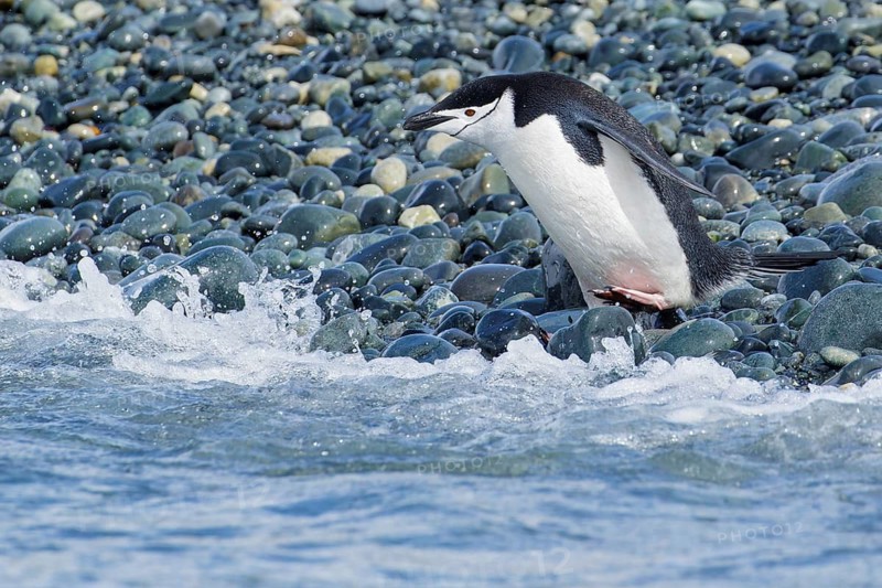Chinstrap Penguin (Pygoscelis antarcticus) perched on a rocky beach on South Georgia Island