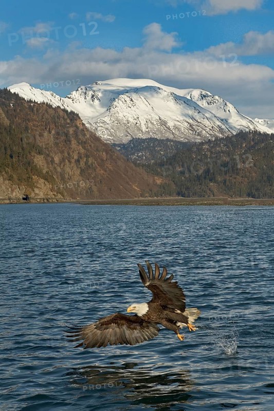 Bald Eagle (Haliaeetus leucocephalus) hunting, Alaska, USA