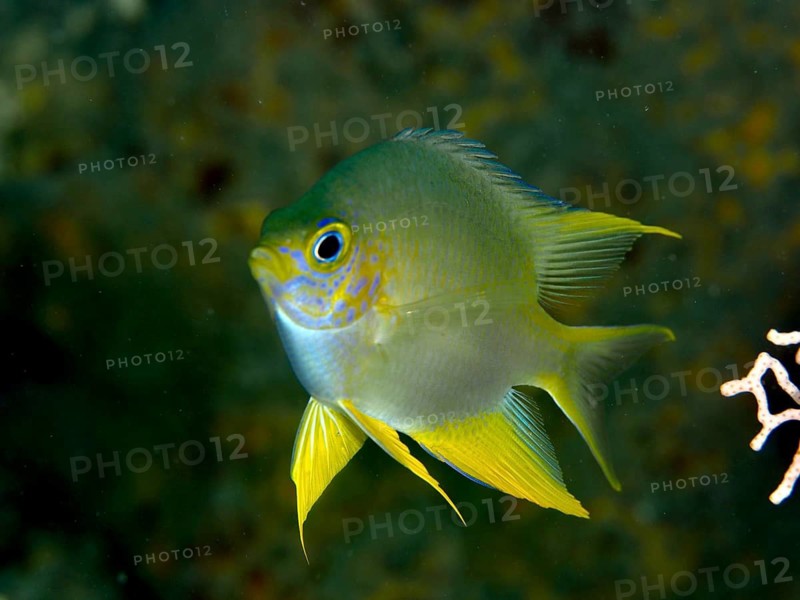 Small yellow-blue fish, Golden damselfish (Amblyglyphidodon aureus), swimming near a coral reef, dive site Prapat, Penyapangan, Bali, Indonesia