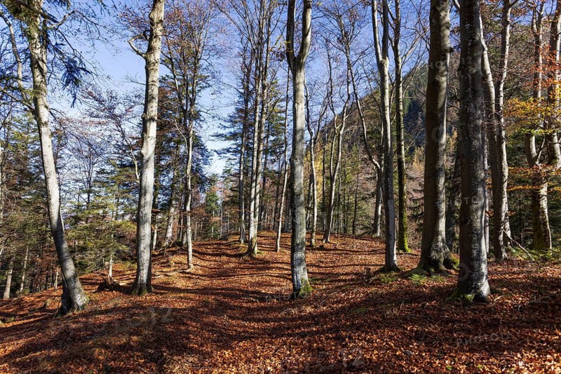 Beech forest on the hiking trail to Schwarzer Berg, Golling, Osterhorngruppe, Salzburg province, Austria