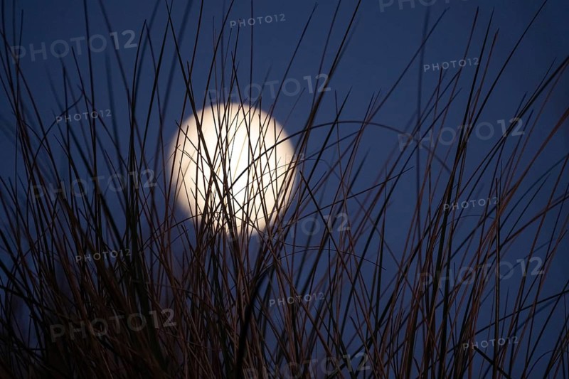 Full moon behind beach grass, Strandhafter, Søndervig Strand, Ringkøbing Fjord, Denmark