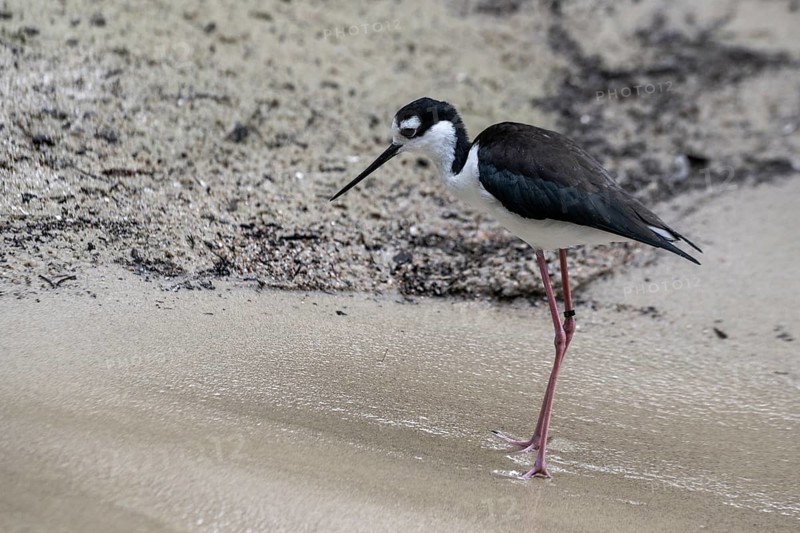 Black-winged Stilt (Himantopus himantopus), Walsrode Bird Park, Lower Saxony, Germany
