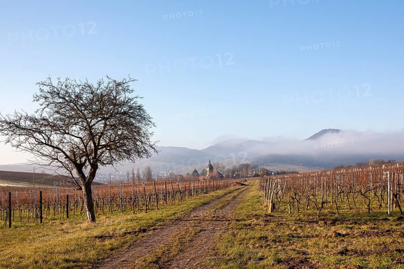 Vineyard landscape with tree, path and misty hills in the background, Geilweilerhof, Siebeldingen, Southern Palatinate, Palatinate, Rhineland-Palatinate, Germany