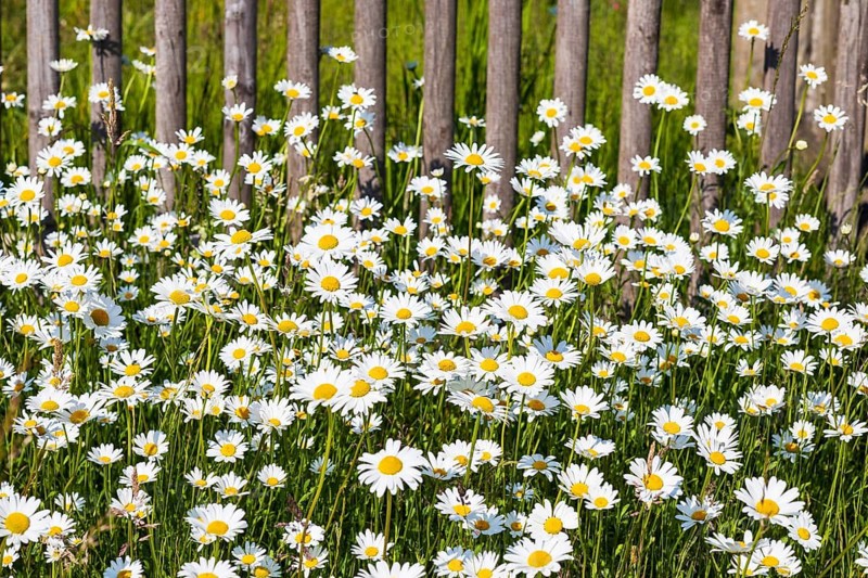 Lush flowering meadow daisies (Leucanthemum vulgare) on a wooden fence, Saxony, Germany