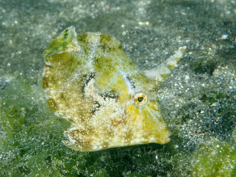 A small seagrass filefish (Acreichthys tomentosus) with a horn-like appendage on a sandy bottom, dive site Secret Bay, Gilimanuk, Bali, Indonesia