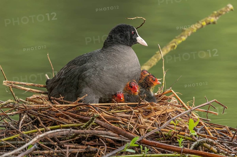 A burbot (Fulica atra) broods its two-day-old chicks on its nest. Bas rhin, Alsace, grand est, France