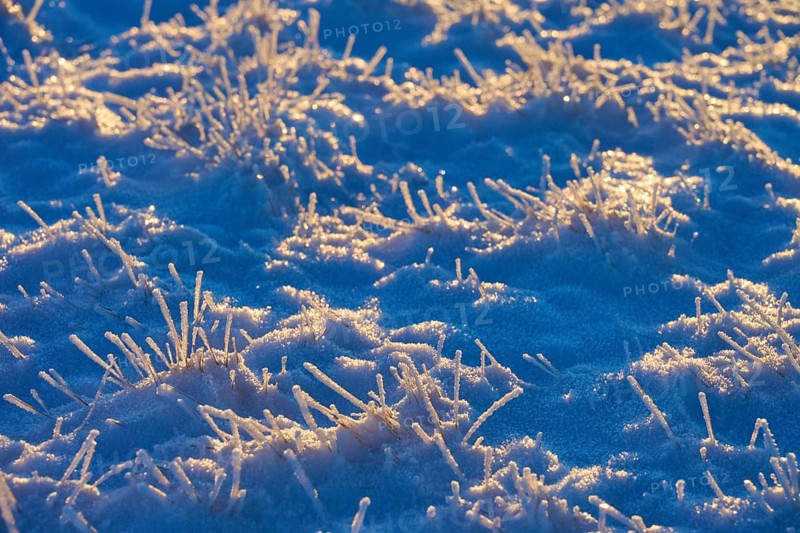 Winter snow pattern with frozen blades of grass, winter, Wasserkuppe, Gersfeld, Rhön, Hesse, Germany
