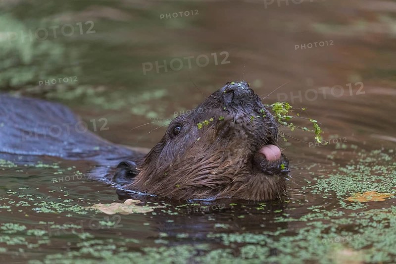 One North American beaver or Canadian beaver, Castor canadensis, swimming through a pond covered with green Lemna minor, the common duckweed