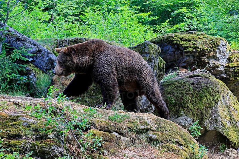 Eurasian brown bear (Ursus arctos arctos), adult, female, running, foraging, alert, in summer, Bavarian Forest National Park, Germany