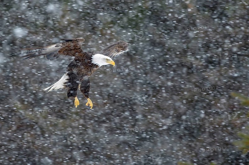 Bald Eagle (Haliaeetus leucocephalus) flying in snow fall, Alaska, USA