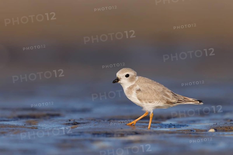 Piping Plover (Charadrius melodus) on the beach, Massachusetts, USA