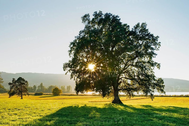 Large oak tree backlit on Lake Greifensee in the canton of Zurich, Switzerland