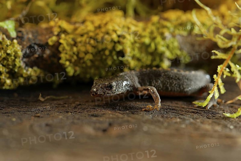Alpine newt. leaves and lichens. Hessen, Germany