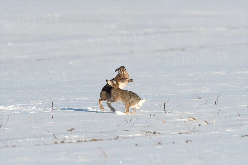 Two hares (Lepus europaeus) fighting in the snow during the mating season, Lower Rhine, North Rhine-Westphalia, Germany